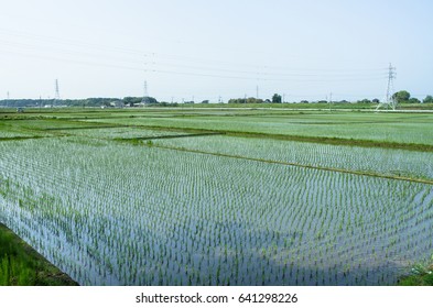 Scenery Of Paddy Fields In Japan