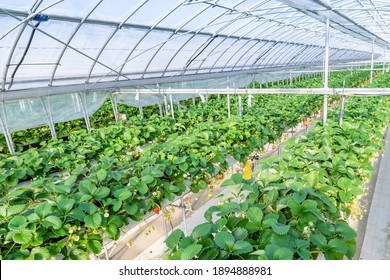Scenery of a plastic greenhouse cultivating strawberries
