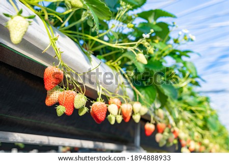 Similar – Image, Stock Photo Desserted greenhouse in a wild garden.