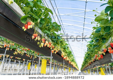 Similar – Image, Stock Photo Desserted greenhouse in a wild garden.