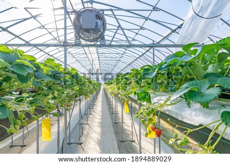 Image, Stock Photo Desserted greenhouse in a wild garden.