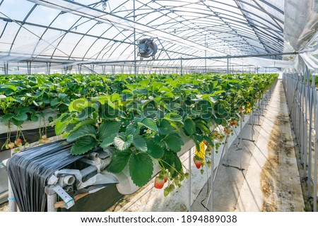 Similar – Image, Stock Photo Desserted greenhouse in a wild garden.