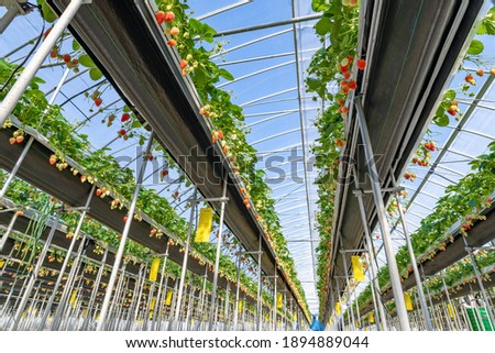 Similar – Image, Stock Photo Desserted greenhouse in a wild garden.