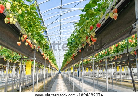 Similar – Image, Stock Photo Desserted greenhouse in a wild garden.