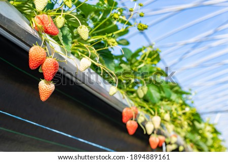 Similar – Image, Stock Photo Desserted greenhouse in a wild garden.