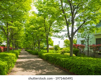 A scenery in the quiet residential area where the street is lined with fresh green trees.  Very relaxing and refreshing.