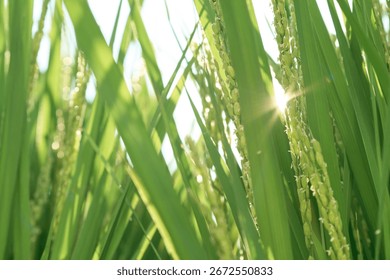 The scenery of rice fields when the ears of rice are in bloom. Rice paddies in late August.