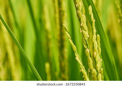 The scenery of rice fields when the ears of rice are in bloom. Rice paddies in late August.