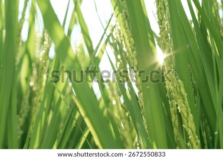 The scenery of rice fields when the ears of rice are in bloom. Rice paddies in late August.