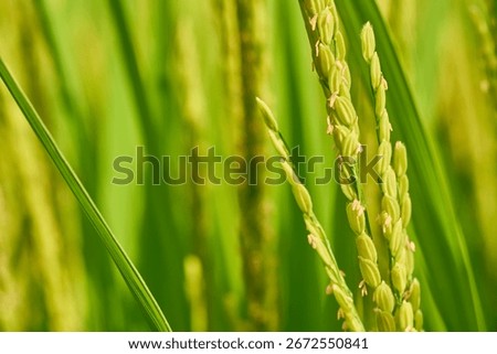 The scenery of rice fields when the ears of rice are in bloom. Rice paddies in late August.