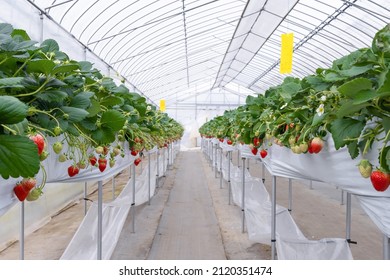 Scenery of strawberry cultivation farm