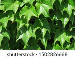 Scenery of summer green plants in Obihiro, Hokkaido, Japan