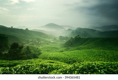 Scenery of tea plantation in Cameron Highland, Malaysia. - Powered by Shutterstock