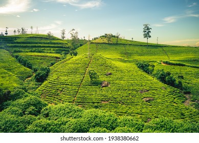 Buddha Museum Dambulla Golden Temple Sri Stock Photo (Edit Now) 1518378539