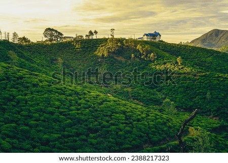 scenery of tea plantation in Haputale, Hill Country, sri lanka