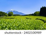 Scenery of the tea plantation in Obuchi Sasaba, Fuji City, Shizuoka Prefecture