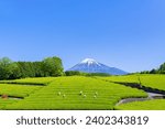 Scenery of the tea plantation in Obuchi Sasaba, Fuji City, Shizuoka Prefecture.
Translation text: "Tea of Oobuchi".