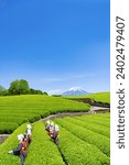 Scenery of the tea plantation in Obuchi Sasaba, Fuji City, Shizuoka Prefecture.
Translation text: "Tea of Oobuchi".