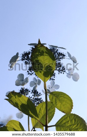 Similar – Image, Stock Photo red wine Summer