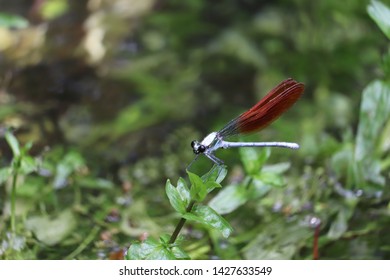 The Scenery That There Is The Calopterygidae