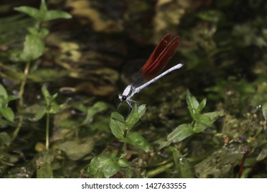 The Scenery That There Is The Calopterygidae