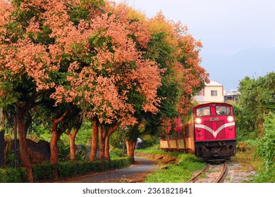 Scenery of a tourist train of Alishan Forest Railway, hauled by an old diesel locomotive, traveling along a row of beautiful flamegold rain trees, in Zhuqi Township (竹崎鄉), Chiayi County, Taiwan, Asia