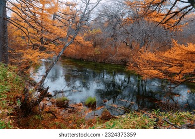 Scenery of trees and bushes changing colors by a stream on a cloudy gloomy autumn morning, in Senjogahara 戦場ヶ原, which is a preserved wetland in Nikko National Park, Tochigi Prefecture, Japan