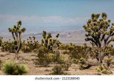 Scenery With A View Of The Desert And Cactus In The West Of The U.S., Northwest Of Las Vegas, Nevada