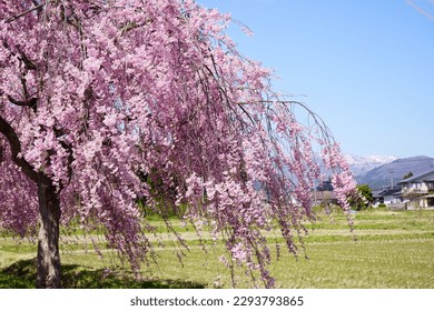 
Scenery of weeping cherry trees on the Nicchu Line
