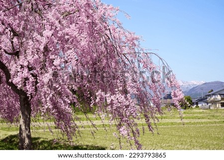 
Scenery of weeping cherry trees on the Nicchu Line