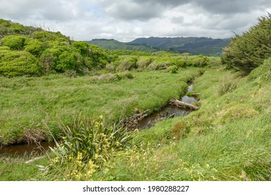 Scenery At The Whareroa Beach At Queen Elizabeth Park In New Zealand