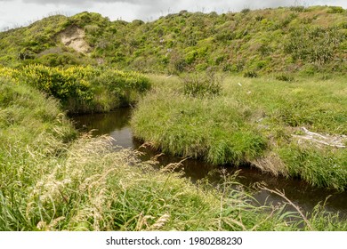 Scenery At The Whareroa Beach At Queen Elizabeth Park In New Zealand