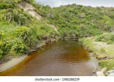 Scenery At The Whareroa Beach At Queen Elizabeth Park In New Zealand