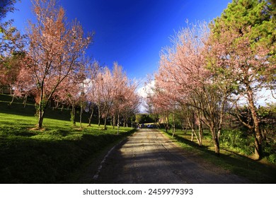 Paisaje cerezo silvestre del