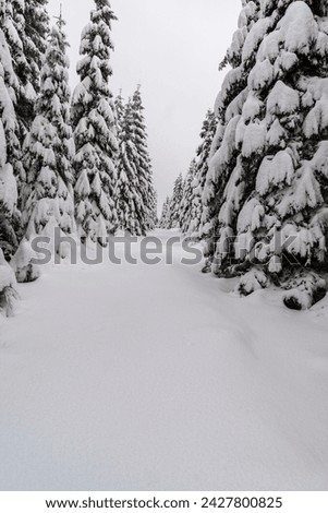 Scenery of winer forest and snow covered irail bellow Temna hill in Jeseniky mountains in Czech republic