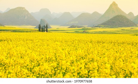 Scenery yellow mustard flowers
