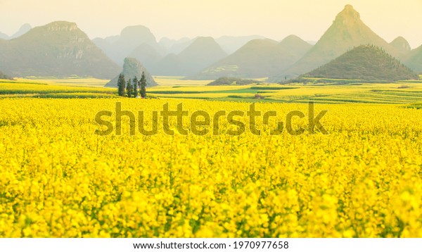 Scenery\
yellow mustard flowers fields in full bloom in springtime. Blooming\
mustard flowers fields in the morning mist. Mountains range blurred\
in the background. Rural scene in South\
China.