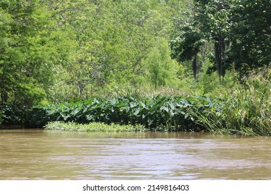 Scenes From The Pearl River Swamp In Slidell Louisiana.