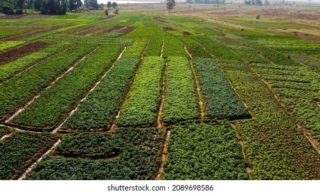 1,407 Nigeria farm Images, Stock Photos & Vectors | Shutterstock