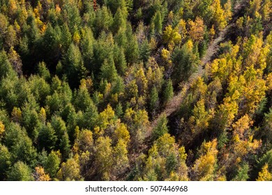 scenic aerial view over the colorful boreal forest at fall, Canada
