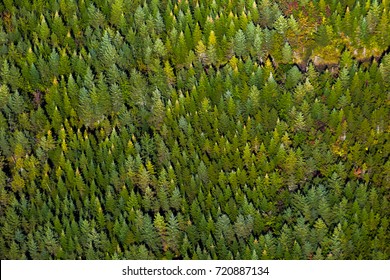 Scenic aerial view over the rich boreal forest in the province of Quebec, Canada, during early fall season under a sunny sky.