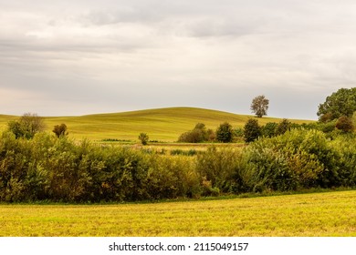 Scenic agricultural green, yellow, brown hill surrounded with bushes and several bigger trees and grey sky. Beautiful landscape photo of small hill with one tree and surrounded bushes at fall day. 