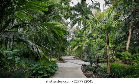 A scenic alley in Harry P Leu gardens , variety of palm trees on both sides of the alley, selective focus. - Powered by Shutterstock