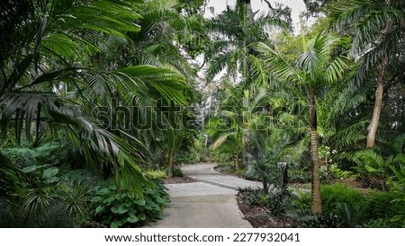 A scenic alley in Harry P Leu gardens , variety of palm trees on both sides of the alley, selective focus.