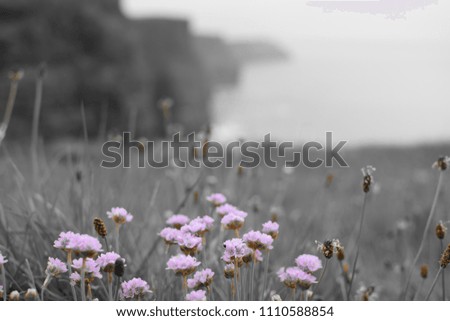 Similar – Hallig Gröde | blooming sea lilacs at the jetty