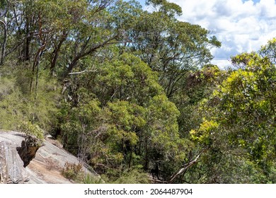 Scenic Australian Gumtrees In The Bush