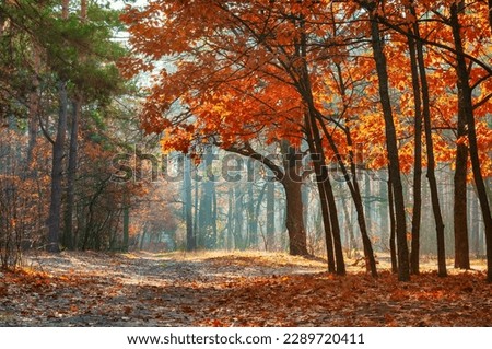 Scenic autumn forest. Tranquil footpath in the woods surrounded by burning orange autumn trees.