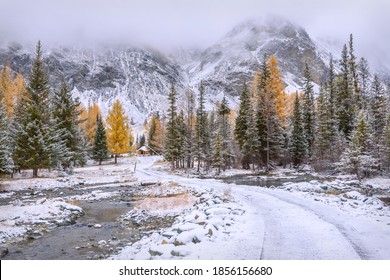 Scenic autumn landscape with a dirt road in the mountains through the forest with green spruces and golden larch trees and the first snow on a frosty cloudy morning - Powered by Shutterstock