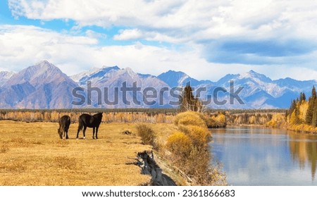 Scenic autumn landscape with grazing horses in meadow on bank of calm Ircut river. View of yellowed forest and mountain range in distance. Buryatia, Eastern Sayan Mountains, Tunka foothill valley