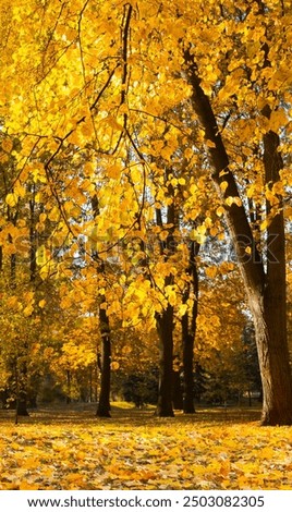 Scenic Autumn landscape with orange yellow trees. Autumn city park with yellow leaves in Sunny october day. Beauty in Nature. Vertical Natural autumn wallpaper